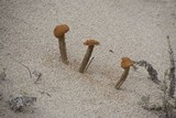 Battarrea phalloides image
