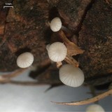 Strobilurus trullisatus image