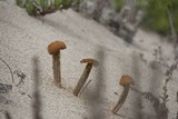 Battarrea phalloides image