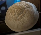 Hypsizygus ulmarius image