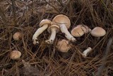 Hygrophorus pudorinus image