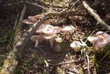 Hygrophorus pudorinus image