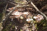 Hygrophorus pudorinus image