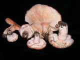 Lactarius pubescens var. betulae image