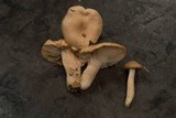 Hygrophorus pudorinus image