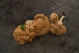 Hygrophorus pudorinus image
