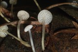 Strobilurus trullisatus image