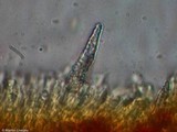 Phlebia coccineofulva image