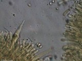 Phlebia coccineofulva image
