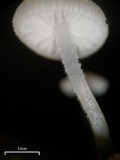 Strobilurus trullisatus image