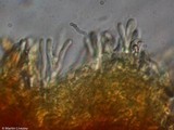 Phlebia coccineofulva image