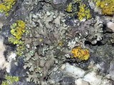 Physconia detersa image
