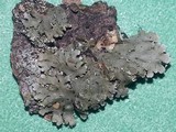 Physconia detersa image