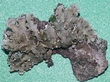 Physconia detersa image