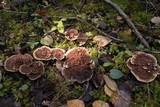 Hydnellum concrescens image
