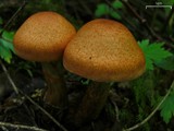 Cortinarius armillatus image