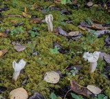 Helvella crispa image