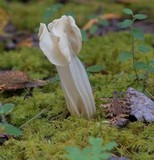 Helvella crispa image