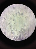 Mycena adscendens image