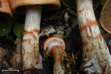 Cortinarius armillatus image