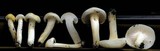 Hygrophorus chrysodon image