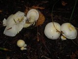 Hygrophorus chrysodon image