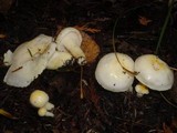 Hygrophorus chrysodon image