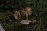Tricholoma vaccinum image