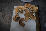 Tapinella atrotomentosa image