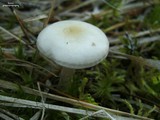 Clitocybe fragrans image