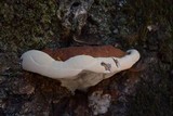 Ganoderma polychromum image