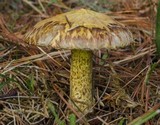 Suillus americanus image