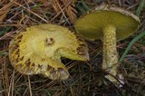 Suillus americanus image