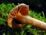 Chroogomphus tomentosus image