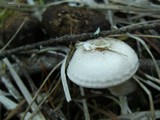 Clitocybe fragrans image