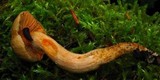 Chroogomphus tomentosus image