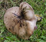 Gomphidius glutinosus image