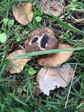 Scleroderma cepa image