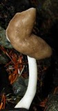Helvella compressa image