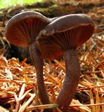Pseudoclitocybe cyathiformis image