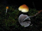 Hypholoma dispersum image