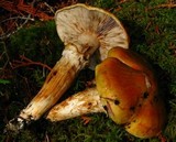 Tricholoma focale image