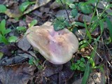 Boletus bubalinus image