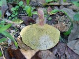 Boletus bubalinus image