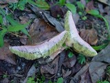 Boletus bubalinus image