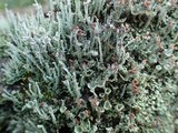 Cladonia squamosa image