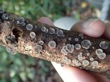 Resupinatus applicatus image