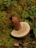 Tylopilus ferrugineus image