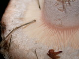 Lactarius pubescens var. betulae image