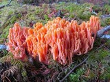 Ramaria cyaneigranosa image